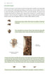 Bird pellets, complete photographic guide - Drewitt 2024